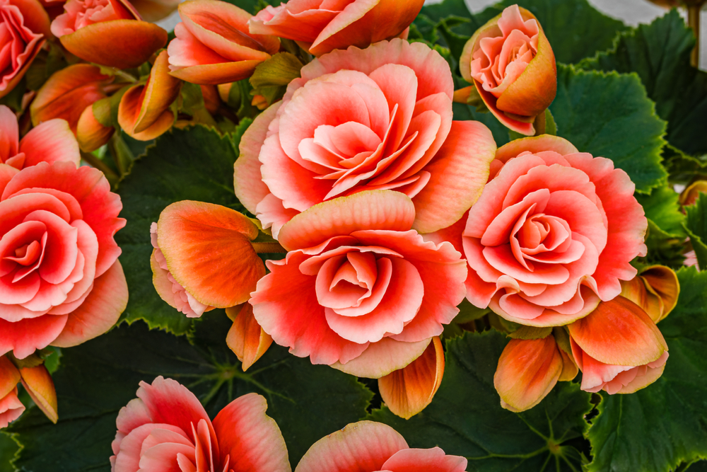 Extraordinary Begonia Deer Resistant Images