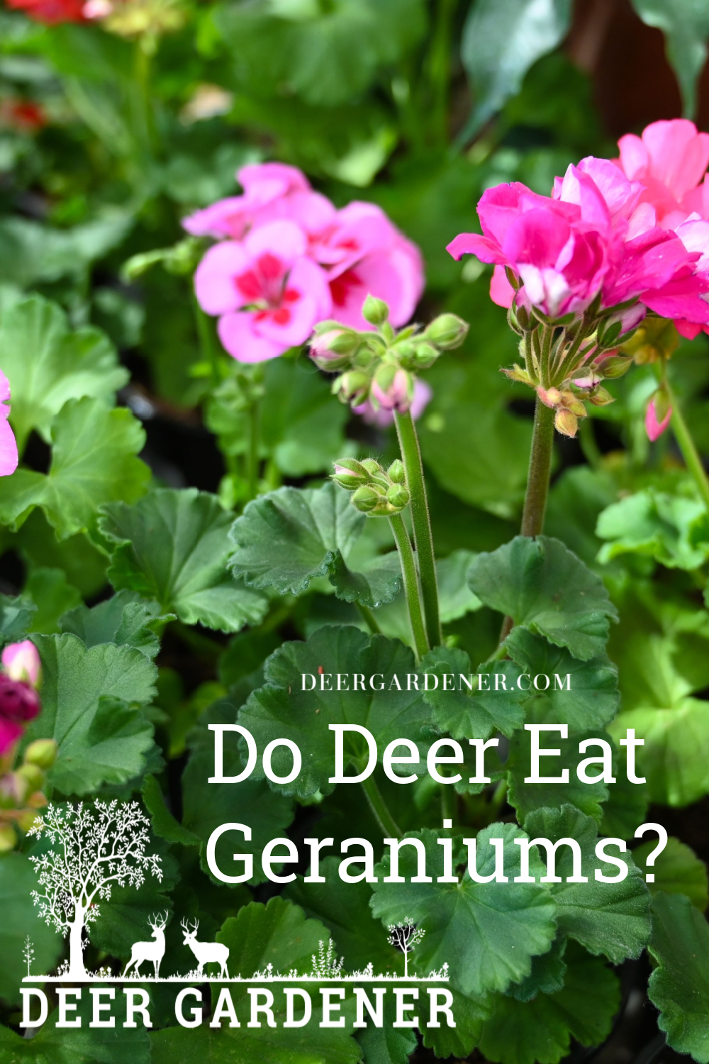 Do Deer Eat Geraniums? The Most Deer Resistant Geranium Varieties