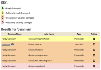Do Deer Eat Geraniums? The Most Deer Resistant Geranium Varieties