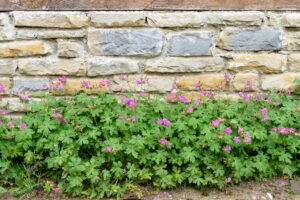 Do Deer Eat Geraniums? The Most Deer Resistant Geranium Varieties