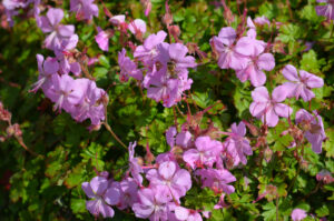 Do Deer Eat Geraniums? The Most Deer Resistant Geranium Varieties
