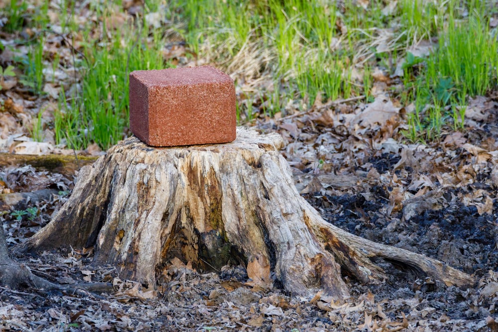 How to Attract Deer to Your Yard [All Year Round!] Deer Gardener