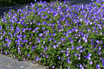 Do Deer Eat Geraniums? The Most Deer Resistant Geranium Varieties