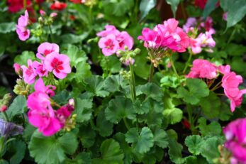 Do Deer Eat Geraniums? The Most Deer Resistant Geranium Varieties
