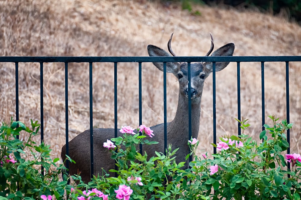 deer fence around flower garden