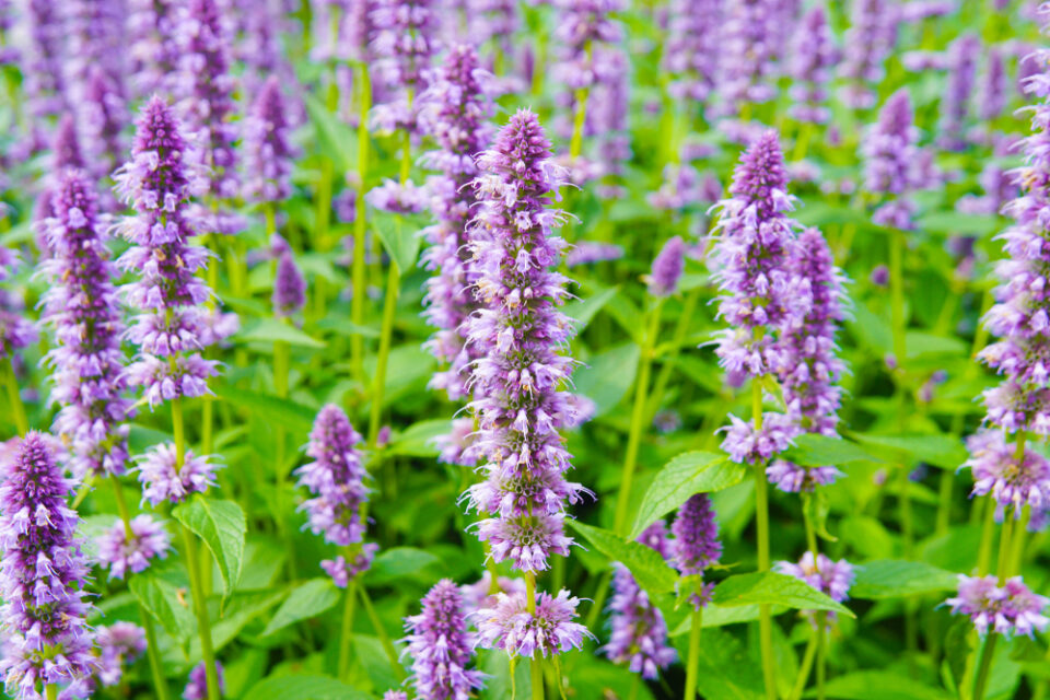 13 Low Maintenance Deer Resistant Plants for a Beautiful Garden 🦌