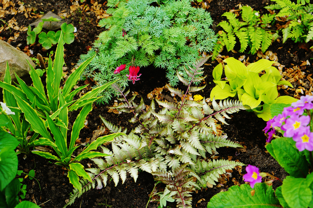 13 Low Maintenance Deer Resistant Plants for a Beautiful Garden 🦌