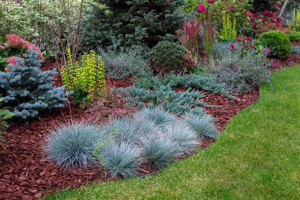 13 Low Maintenance Deer Resistant Plants for a Beautiful Garden 🦌