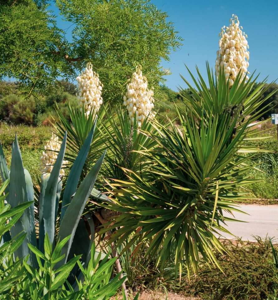 13 Low Maintenance Deer Resistant Plants for a Beautiful Garden 🦌