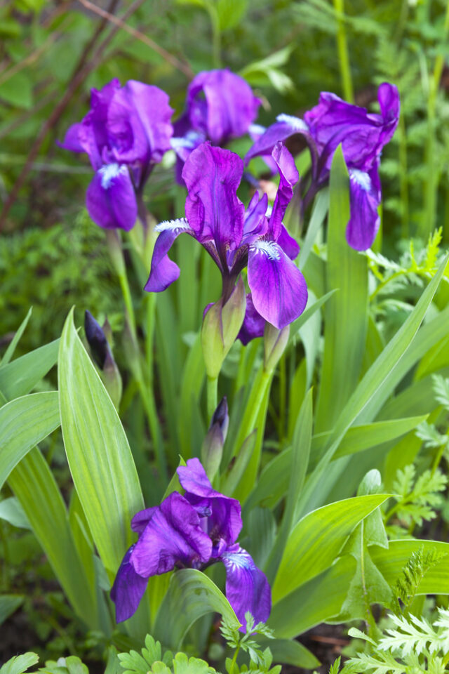 13 Low Maintenance Deer Resistant Plants for a Beautiful Garden 🦌