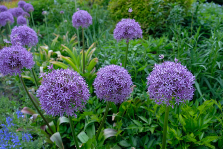 13 Low Maintenance Deer Resistant Plants for a Beautiful Garden 🦌