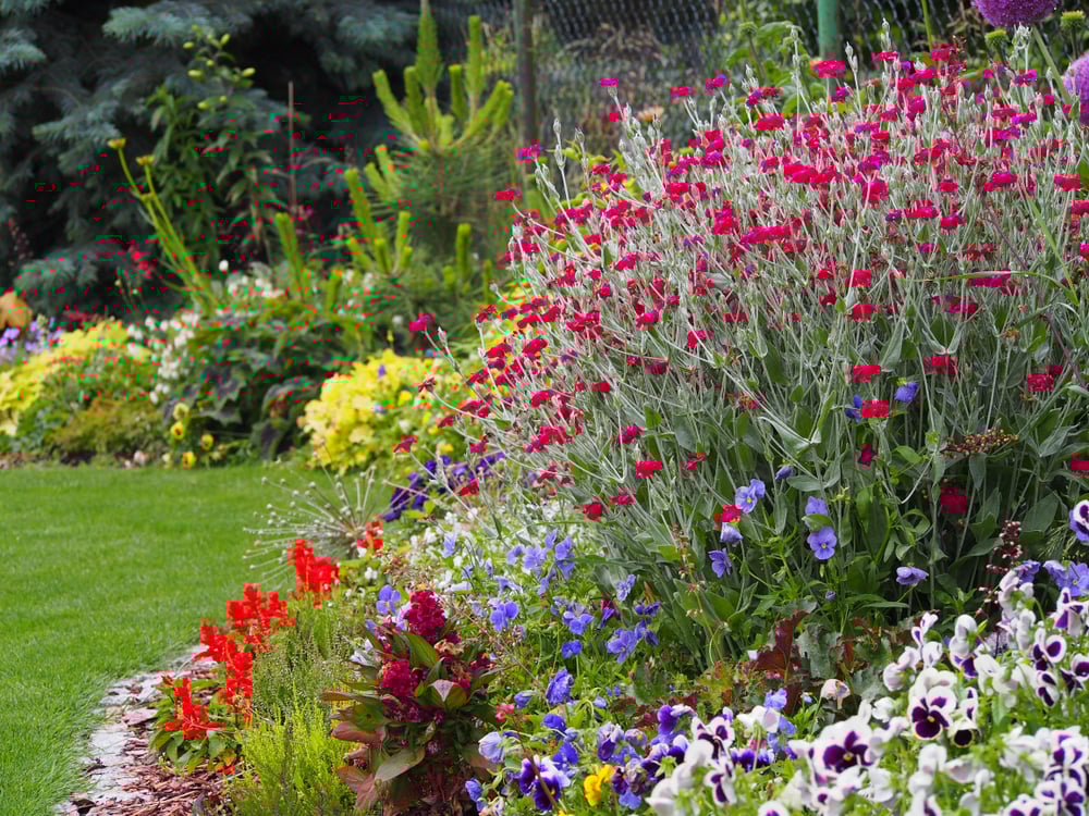 13 Low Maintenance Deer Resistant Plants for a Beautiful Garden