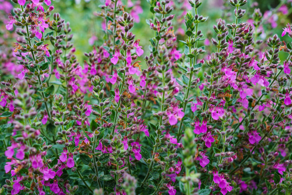 13 Low Maintenance Deer Resistant Plants for a Beautiful Garden 🦌