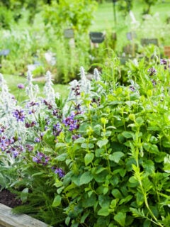 Deer Gardener - Deer resistant plants, attracting and feeding deer, and