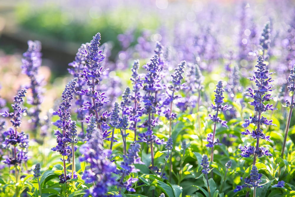 13 Low Maintenance Deer Resistant Plants for a Beautiful Garden 🦌