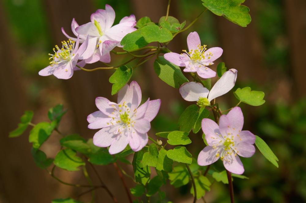 Are Anemone Deer Resistant Or Do Deer Eat Them 
