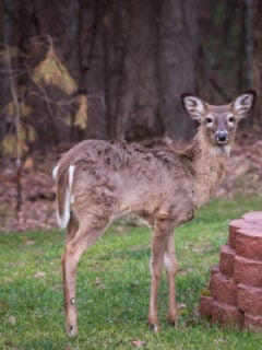 Deer Gardener - Deer resistant plants, attracting and feeding deer, and