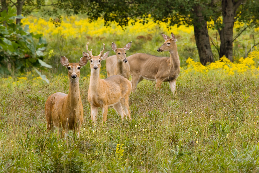 Do Deer Eat Sunflowers and Will They Grow Back?