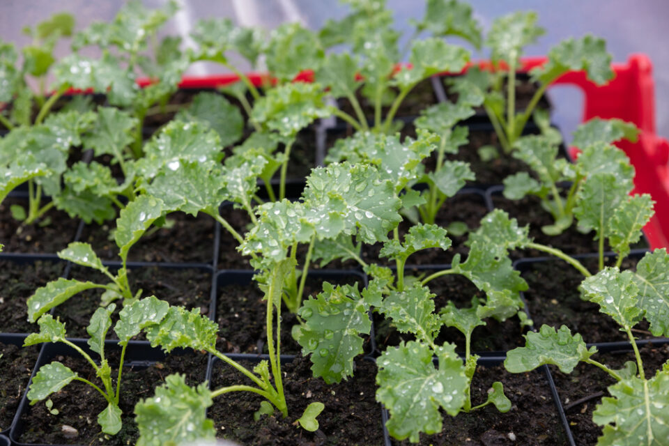 Do Deer Eat Kale? [Deer Resistant Vegetable Guide]