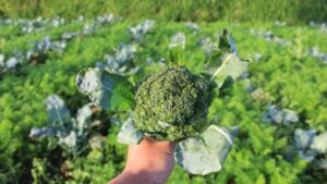 15 Plants That Repel Deer From Your Garden | 🦌 Deer Gardener